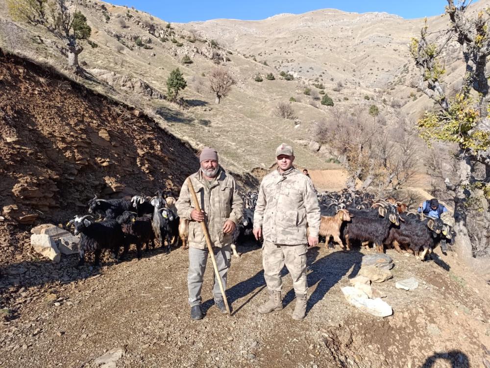 Batman'da Kaybolan Keçiler Jandarma Tarafından Bulundu ve Sahibine Teslim Edildi