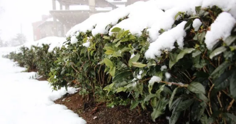 RİZE’DEN 3 AYDA 670 TON ÇAY İHRACATI: TÜRK ÇAYI DÜNYA YOLCULUĞUNDA