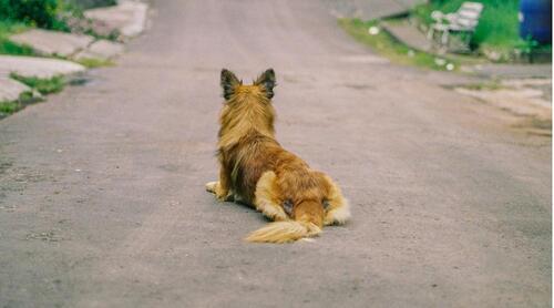Şanlıurfa'da Sokak Köpeği Saldırısı: Bir Kişi Ağır Yaralandı
