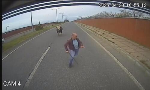 Bingöl’de Otobüs Şoförü, Yola Çıkan İneğin Saldırısına Uğradı