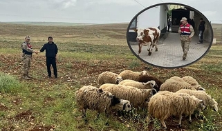 ŞANLIURFA JANDARMASI KAYIP HAYVANLARI SAHİPLERİNE KAVUŞTURDU