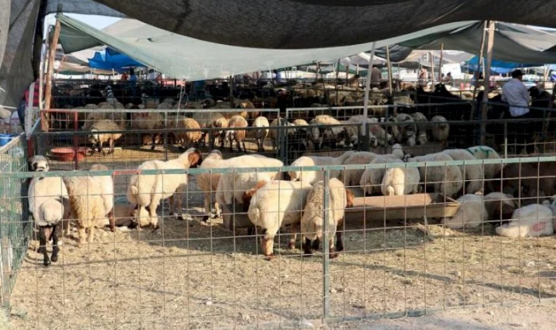 ŞANLIURFA KURBAN BAYRAMINA HAZIR! SATIŞ VE KESİM NOKTALARI AÇIKLANDI