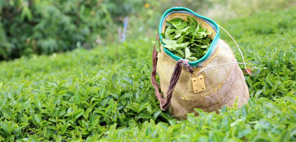 ÇAYKUR’DAN YAŞ ÇAY ALIMLARINDA YENİ DÖNEM: RANDEVULU SİSTEME GEÇİLİYOR